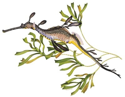 Common Seadragon, State emblem of Victoria