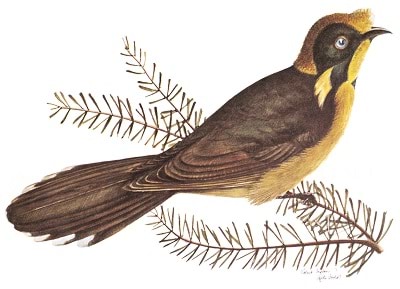 Helmeted Honeyeater, State emblem of Victoria