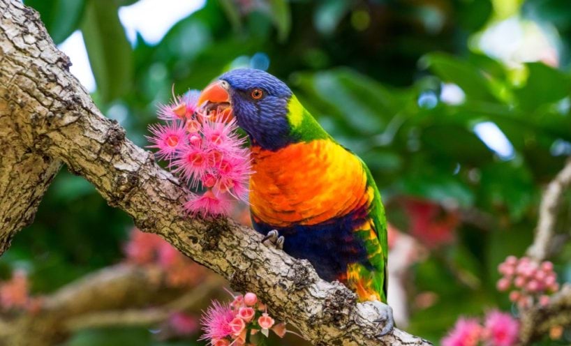 Rainbow Lorikeet