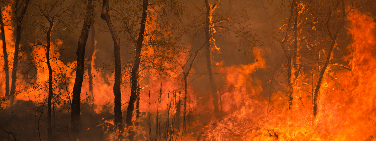 Fire in a bushland setting