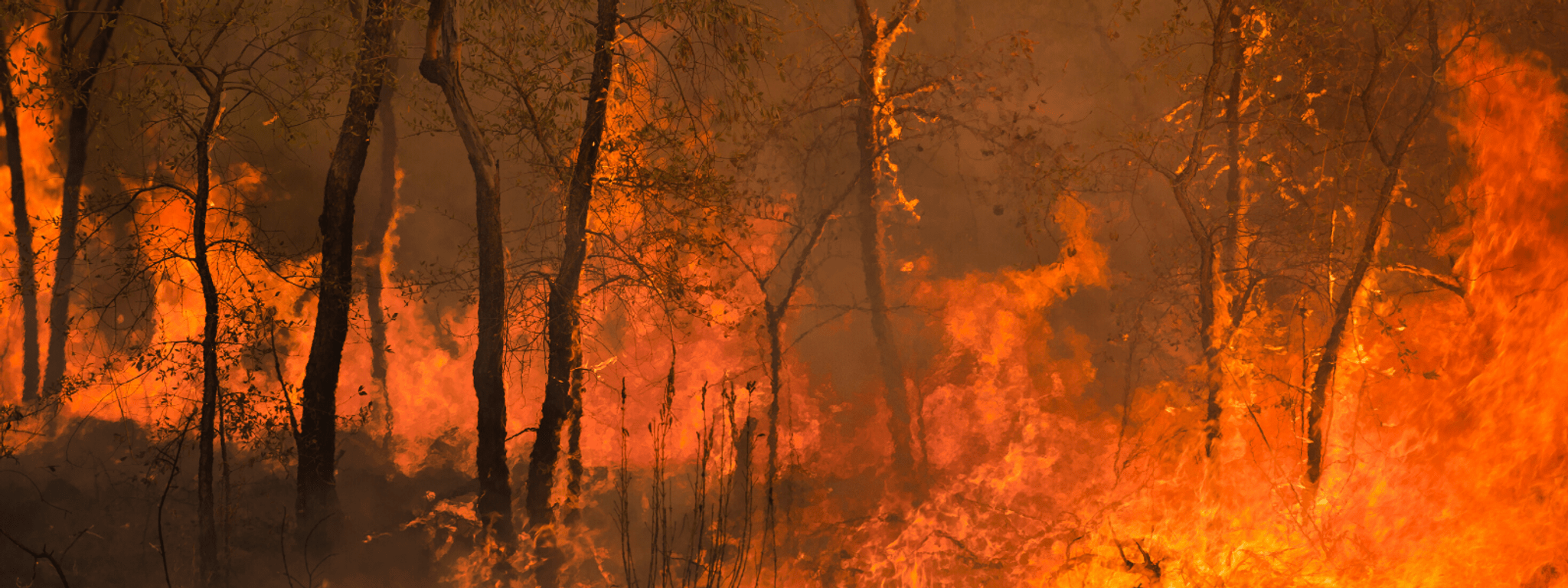 Fire in a bushland setting Fire in a bushland setting