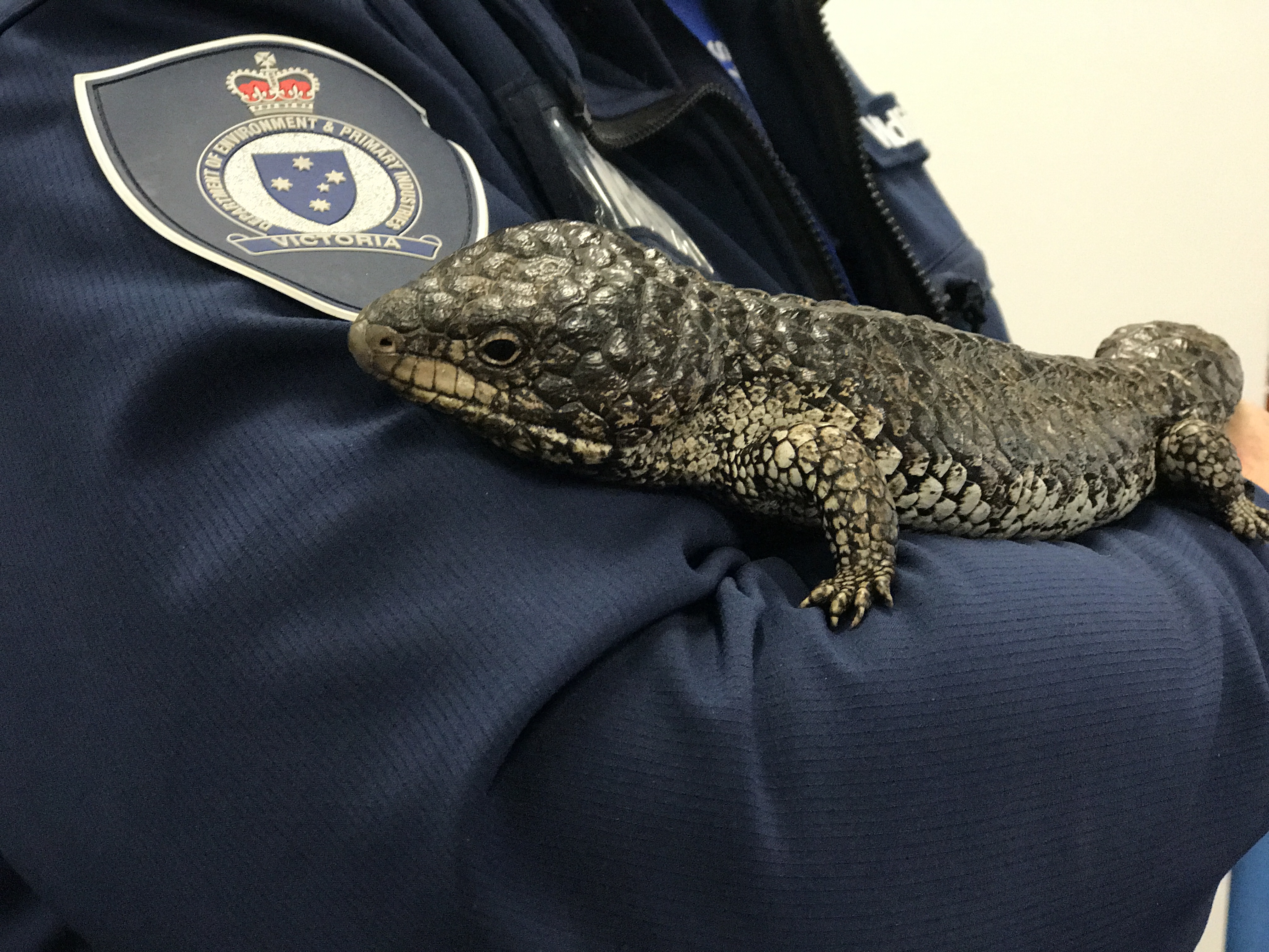 Lizard on arm of authorised officer