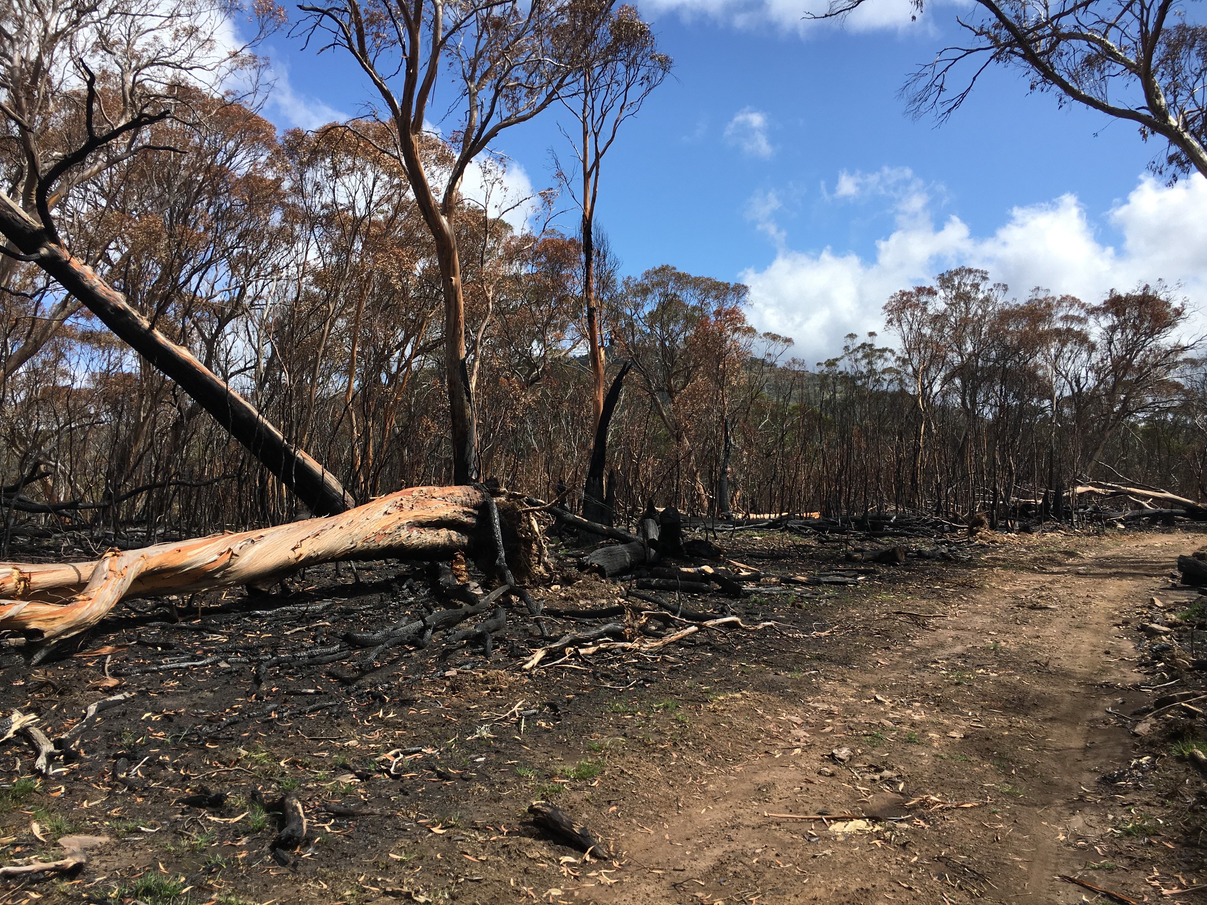 bushland after the fires