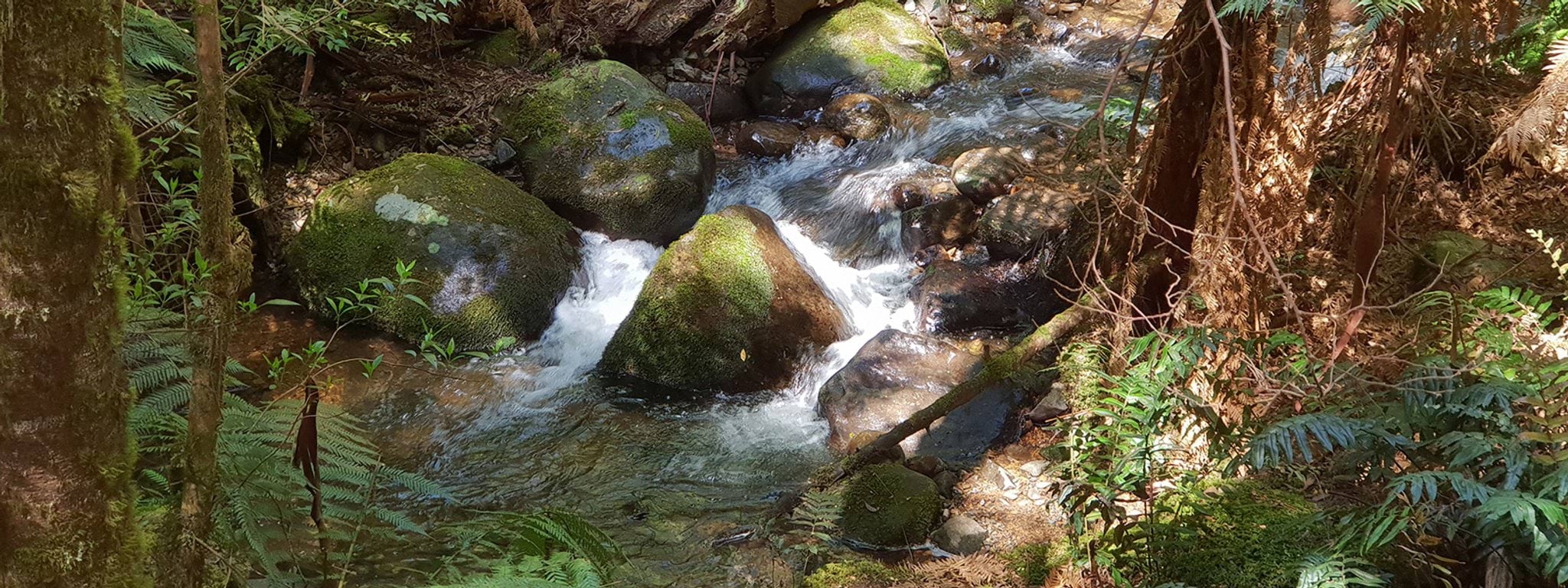 Foreword Image of a running brook