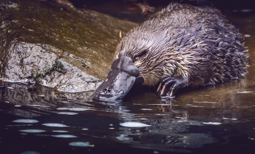 Image of platypus 