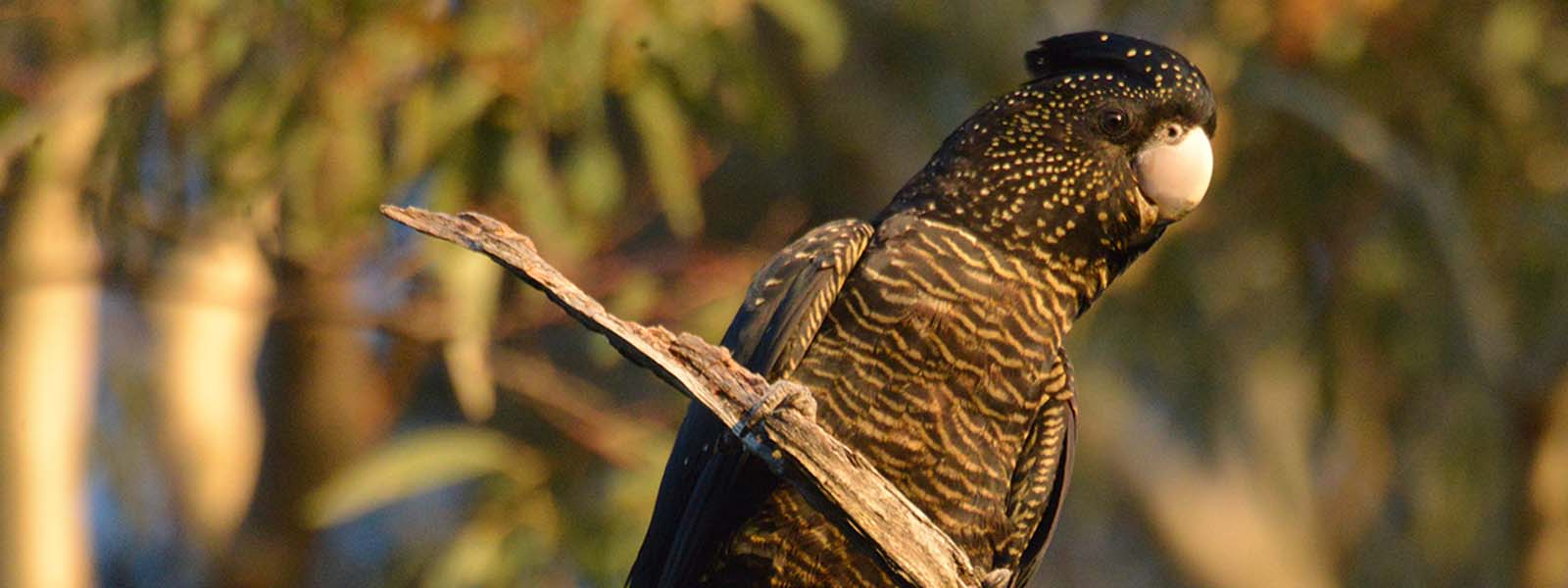 The changing environment Image of a galah in a tree sitting on a branch