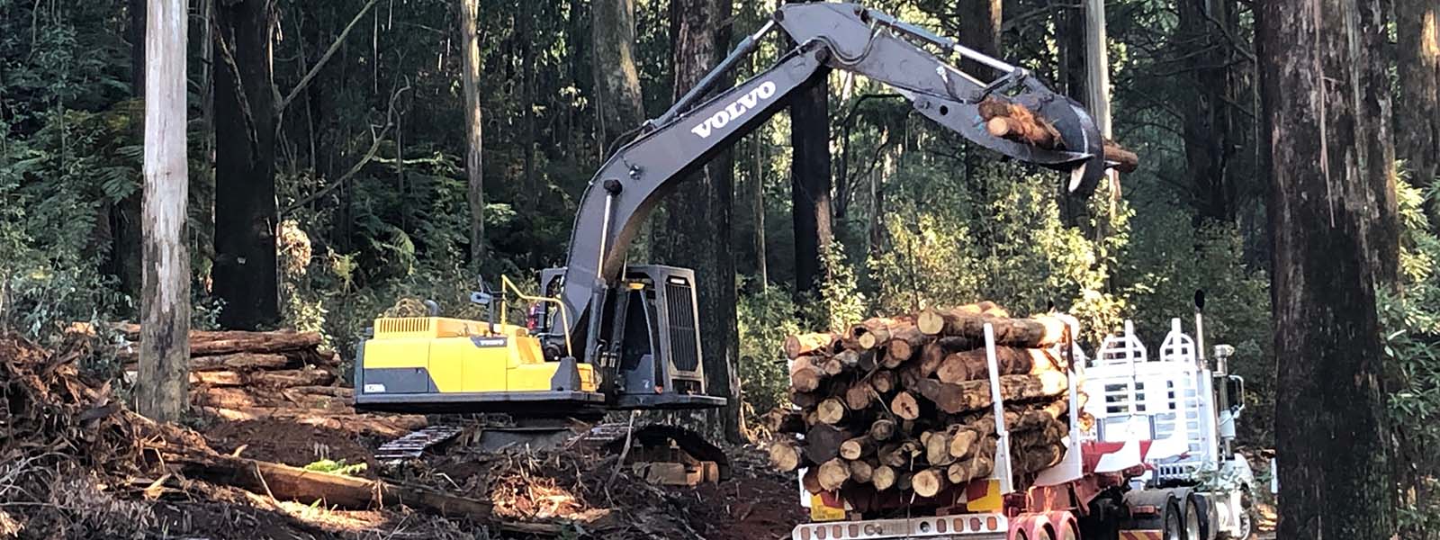 Image of timber being harvested