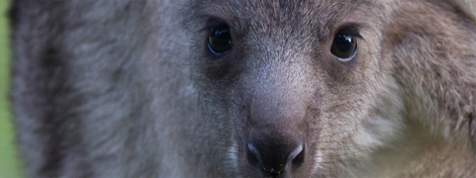 Image of a joey in its mother's pouch