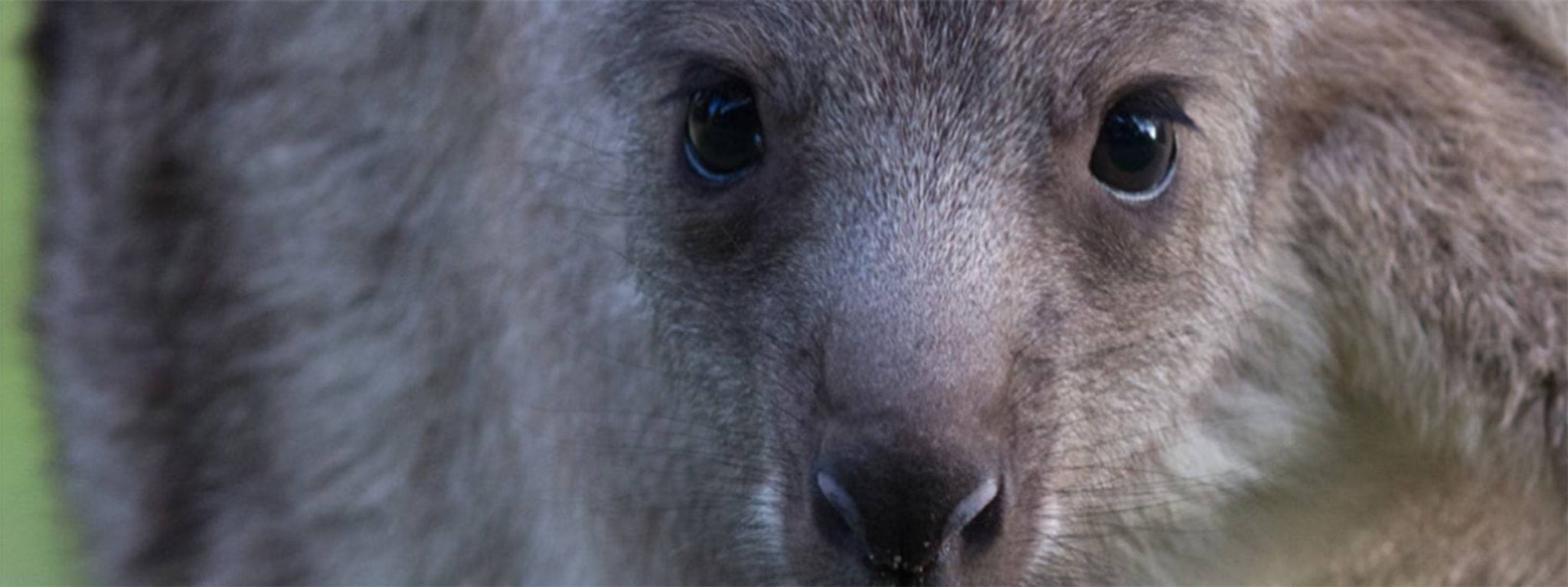 Image of a joey in its mother's pouch Image of a joey in its mother's pouch