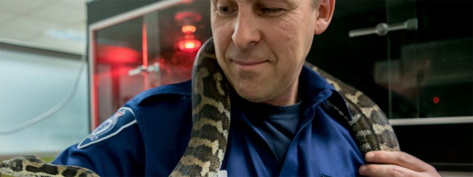 Image of a wildlife officer handling a snake