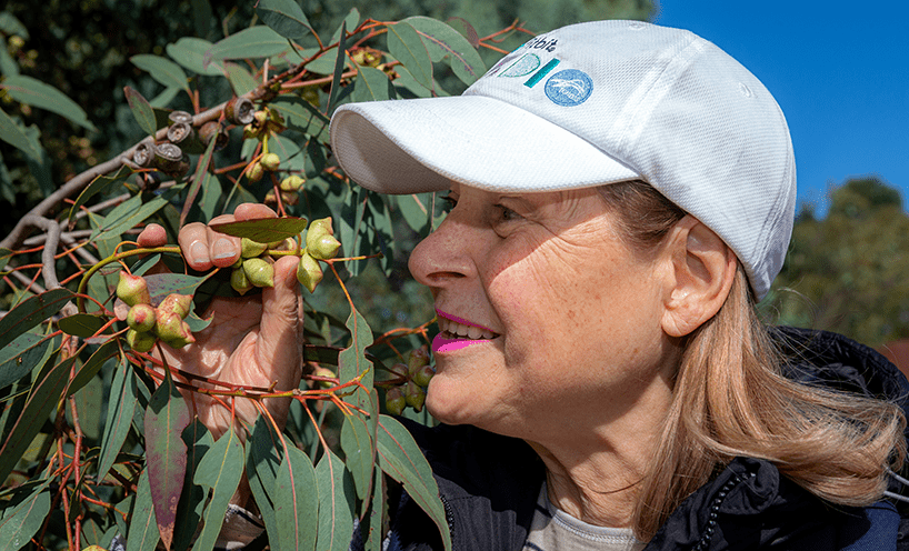 Side profile of a woman’s face. She is holding a branch of leafy green gum leaves and gumnuts and holding them close to her face as if to smell them. She is wearing a white baseball hat