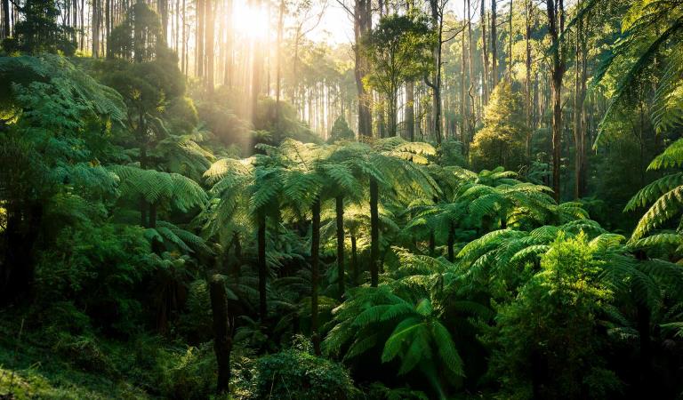 Picture of the Yarra Ranges National Park Black Spur