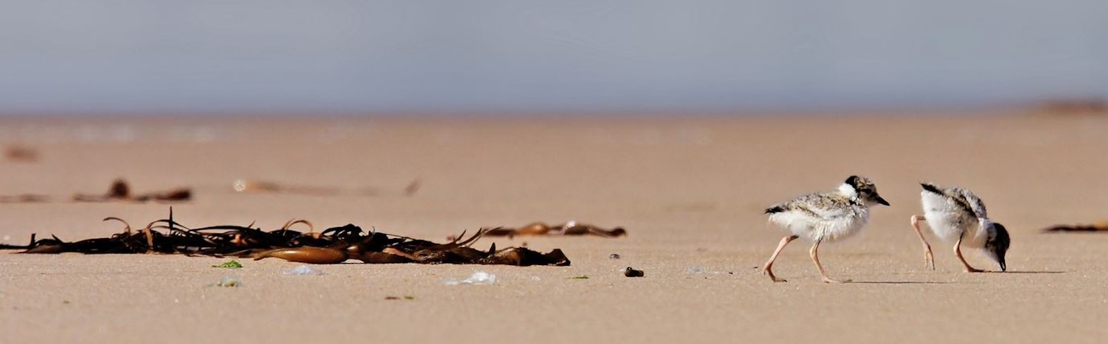 Image of baby birds walking along a beach