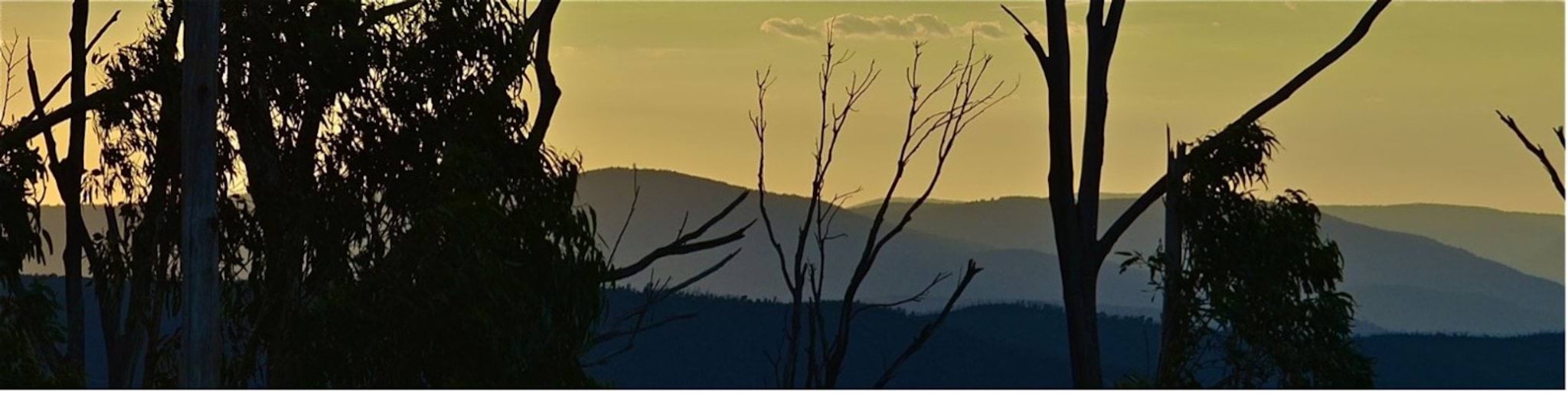 Image of a forest Image of a forest