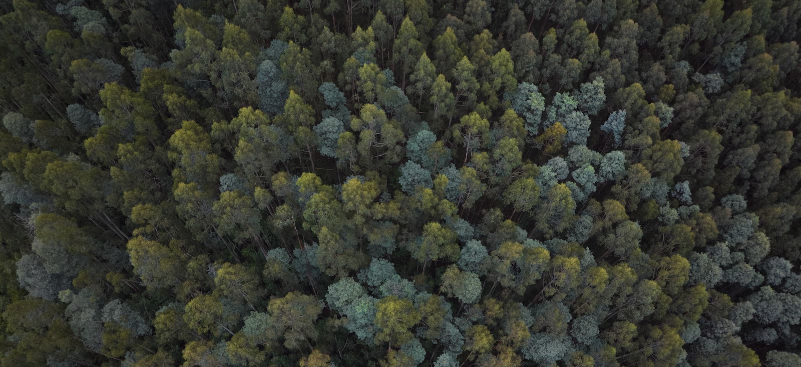 Overhead image of forest treetops