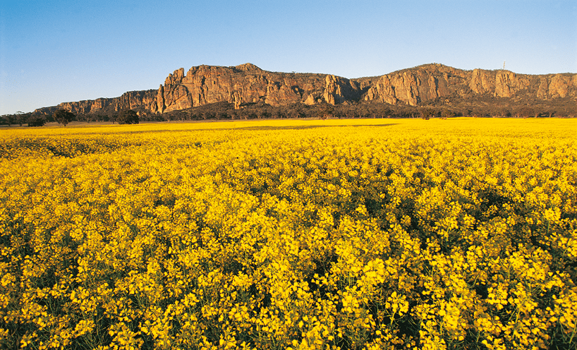 Wild yellow flowers in foreground and in background is the Grampian mountain ranges 