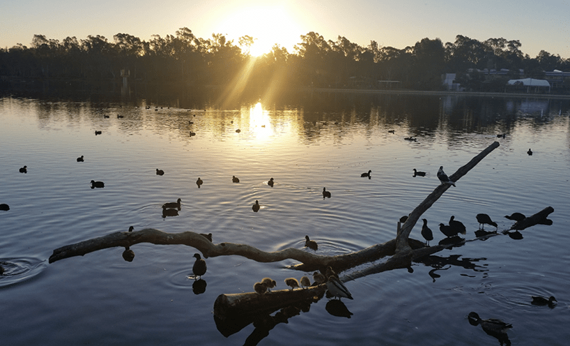 Sunset with close up of river in the foreground with a log, ducks swimming and in background buildings to the right and bush