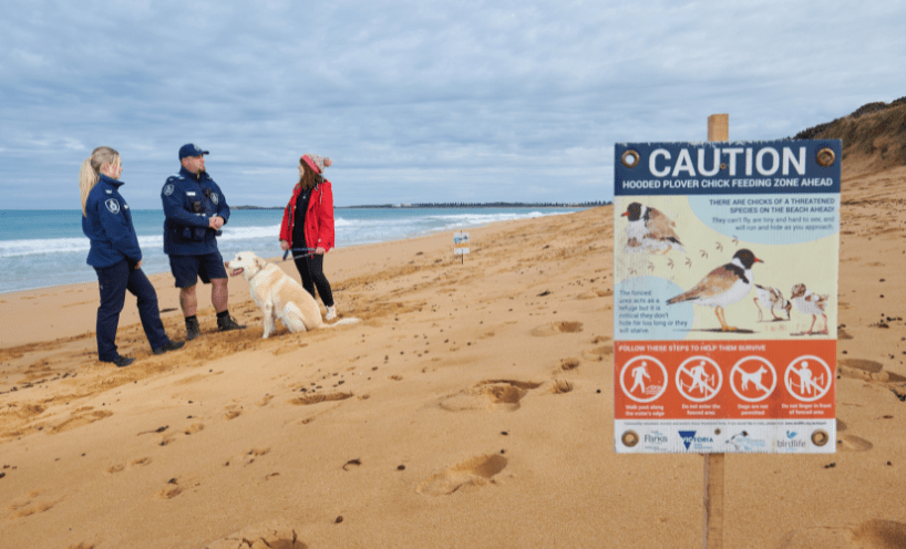 Conservation Regulator Authorised Officers talk with dog walker near hooded plover nesting site