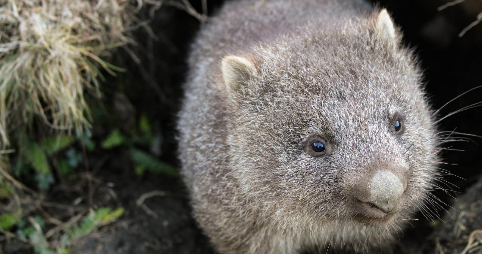 Close up image of a wombat