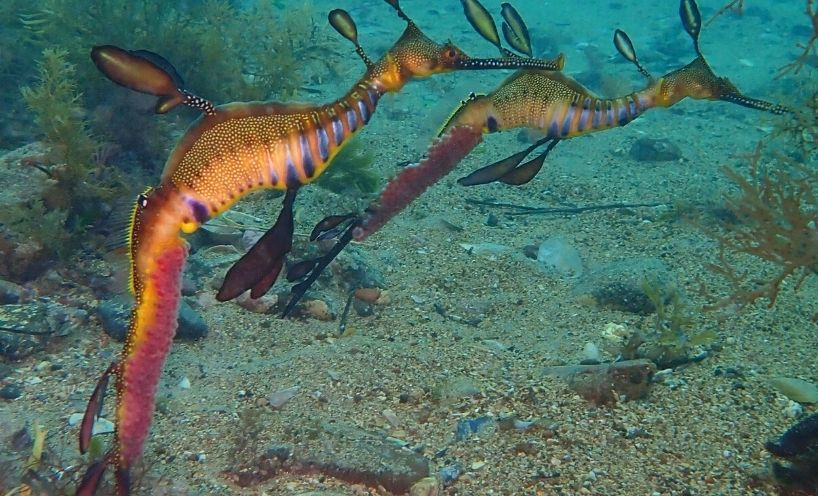 Seahorses under water