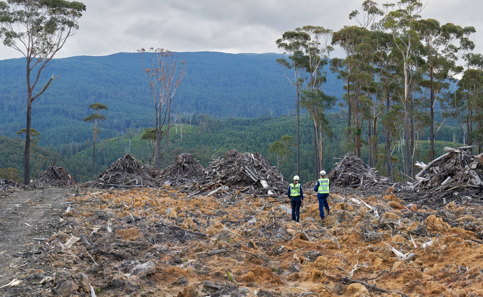 Two authorised officers inspecting a forestry coupe