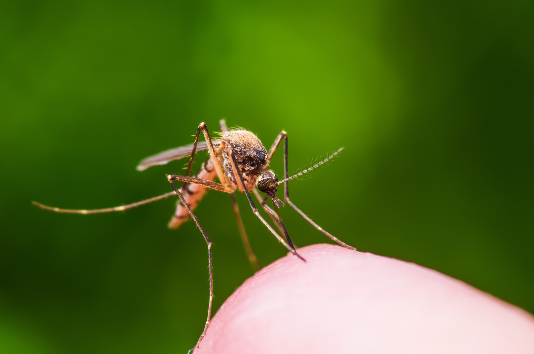 A mosquito lands on a finger