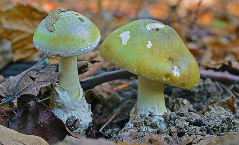 Image of mushrooms