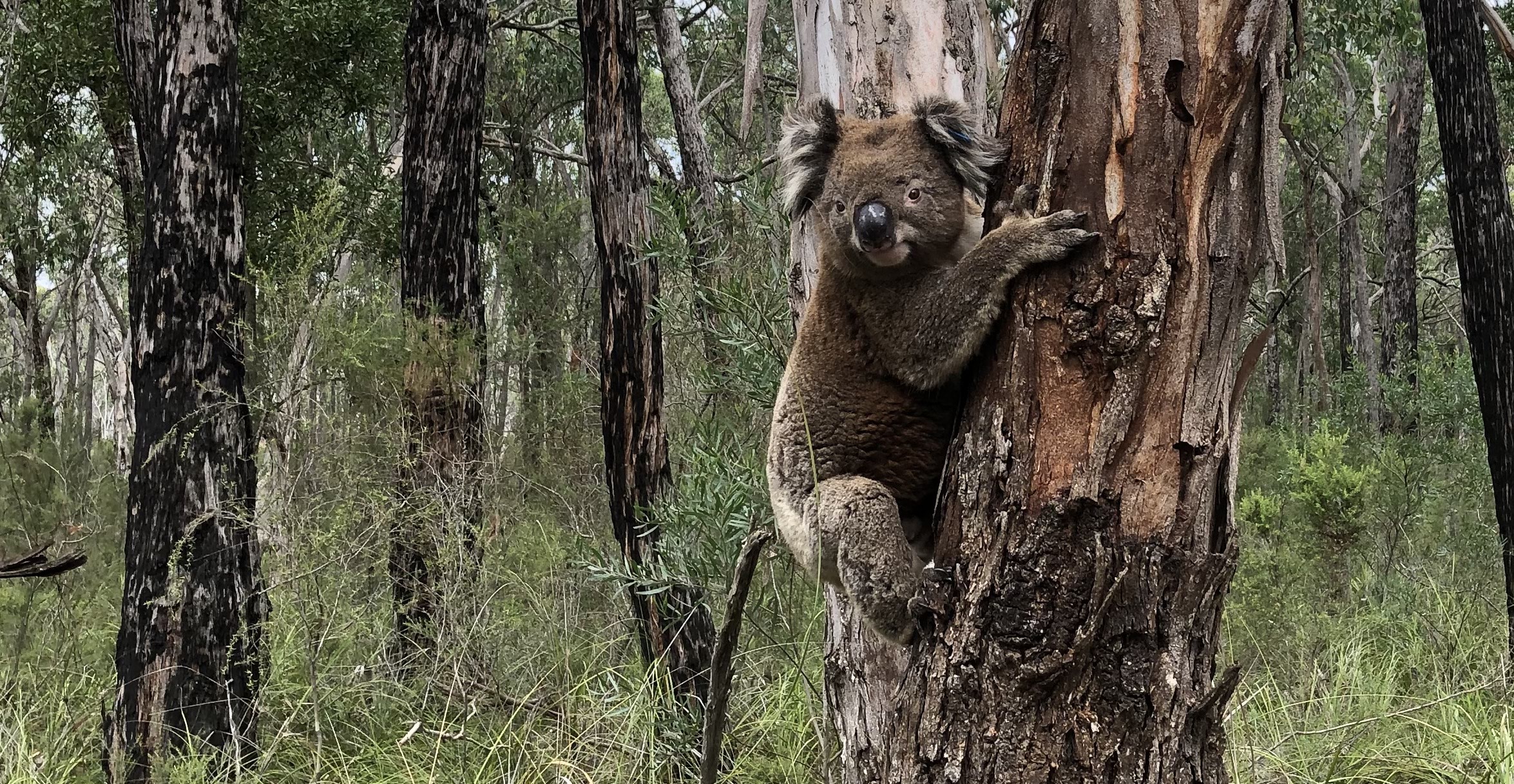 Image of a koala clinging to the side of a tree