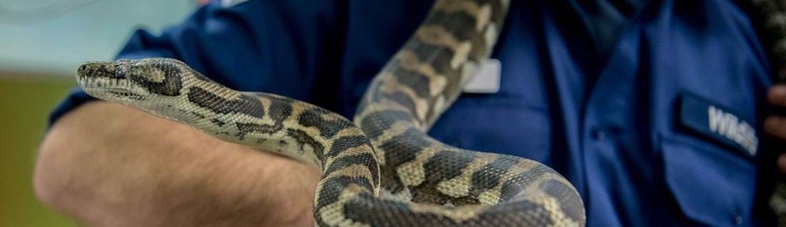 photo of snake handler holding a snake