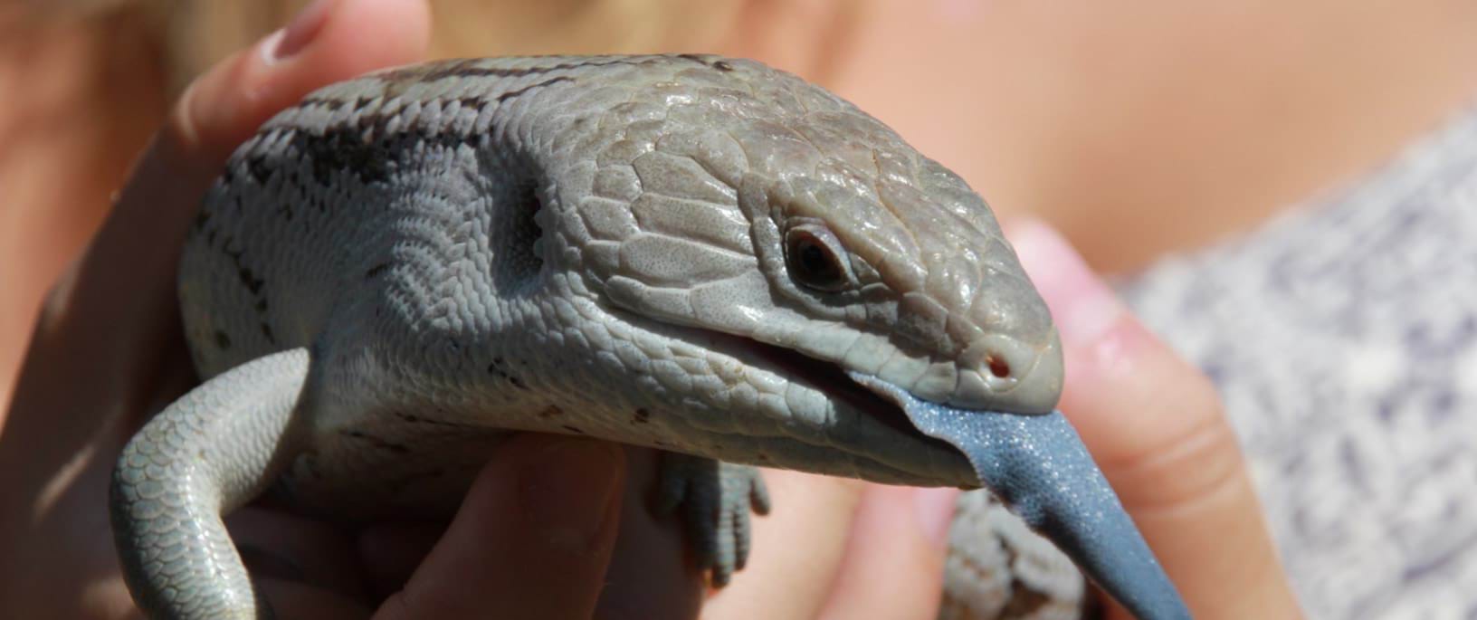 Image of a blue tongue lizard