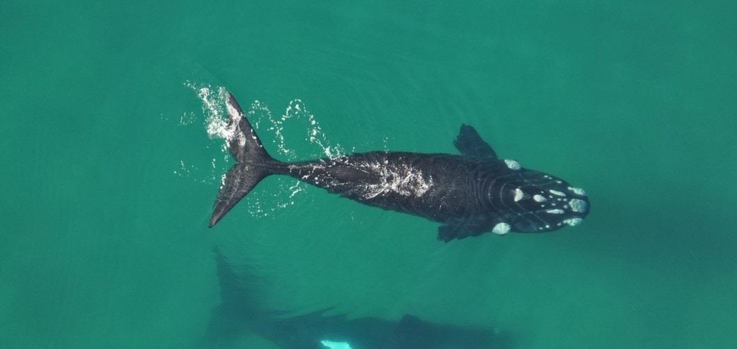 Photo of a whale swimming