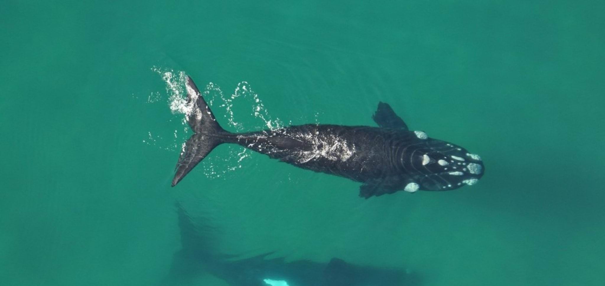 Photo of a whale swimming Photo of a whale swimming