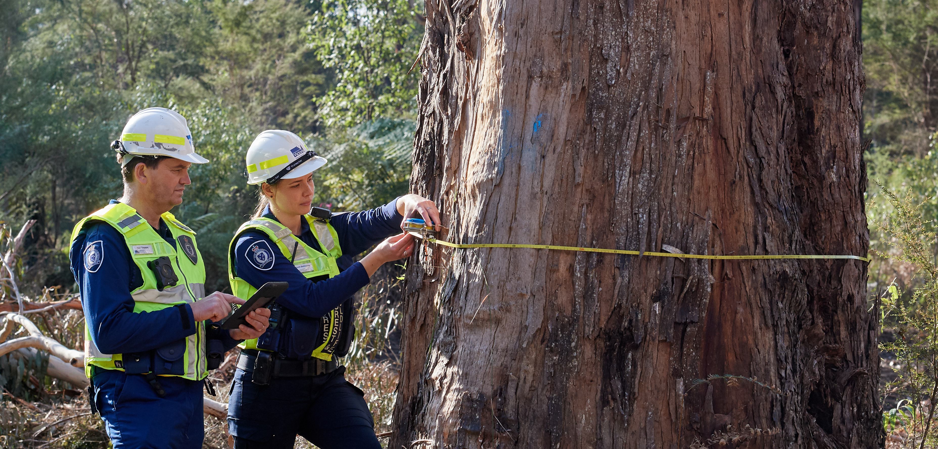 Photo of officers measuring a tree