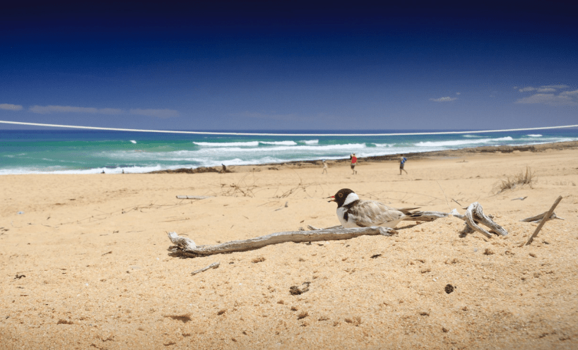 A beach scene with a hooded plover nesting in soft sand in the foreground while people walk towards the bright blue ocean in the distance