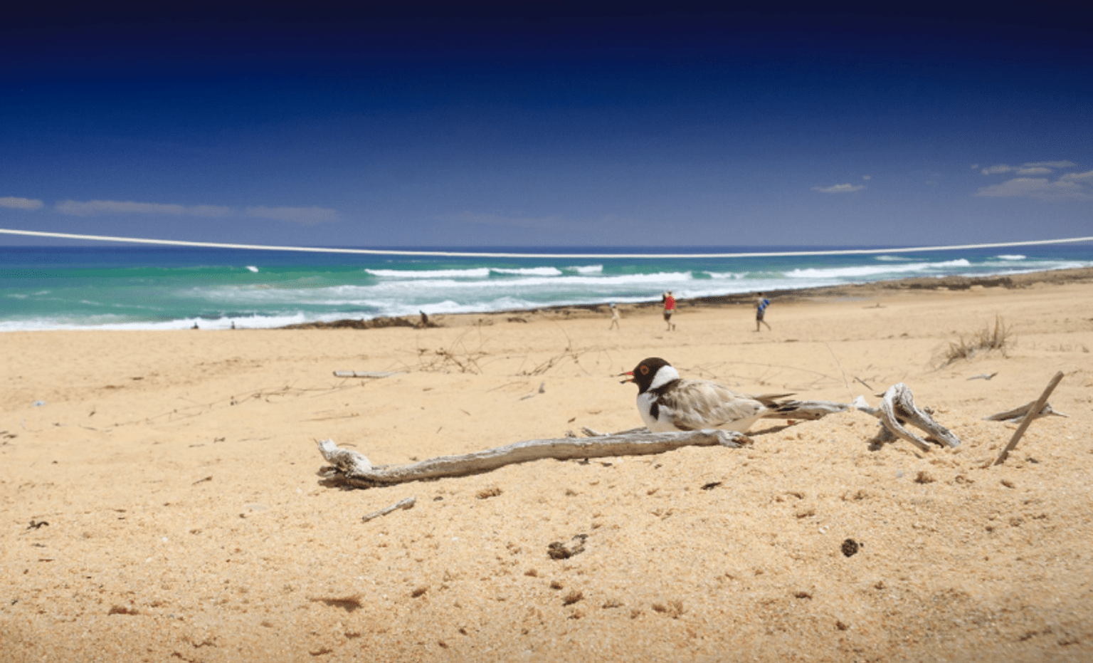 A beach scene with a hooded plover nesting in soft sand in the foreground while people walk towards the bright blue ocean in the distance