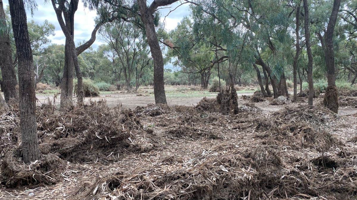 The gum trees stand tall with leaf mulch gathered at the base.