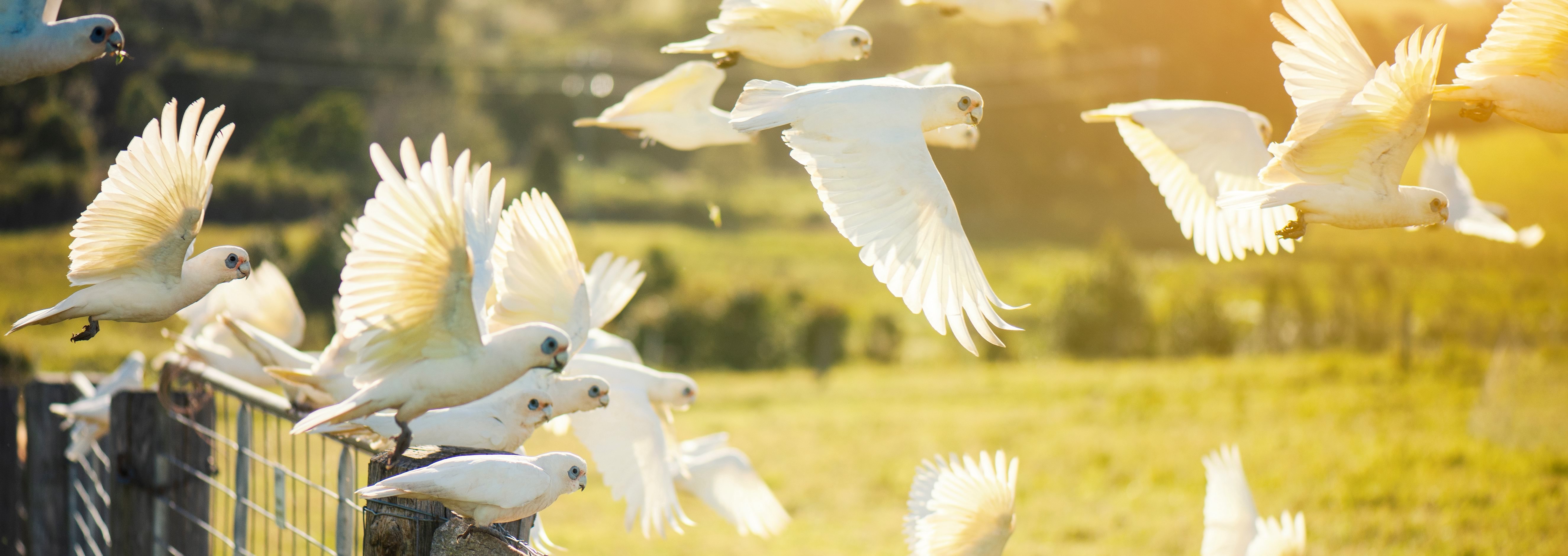 Photo of a flock of galahs flying