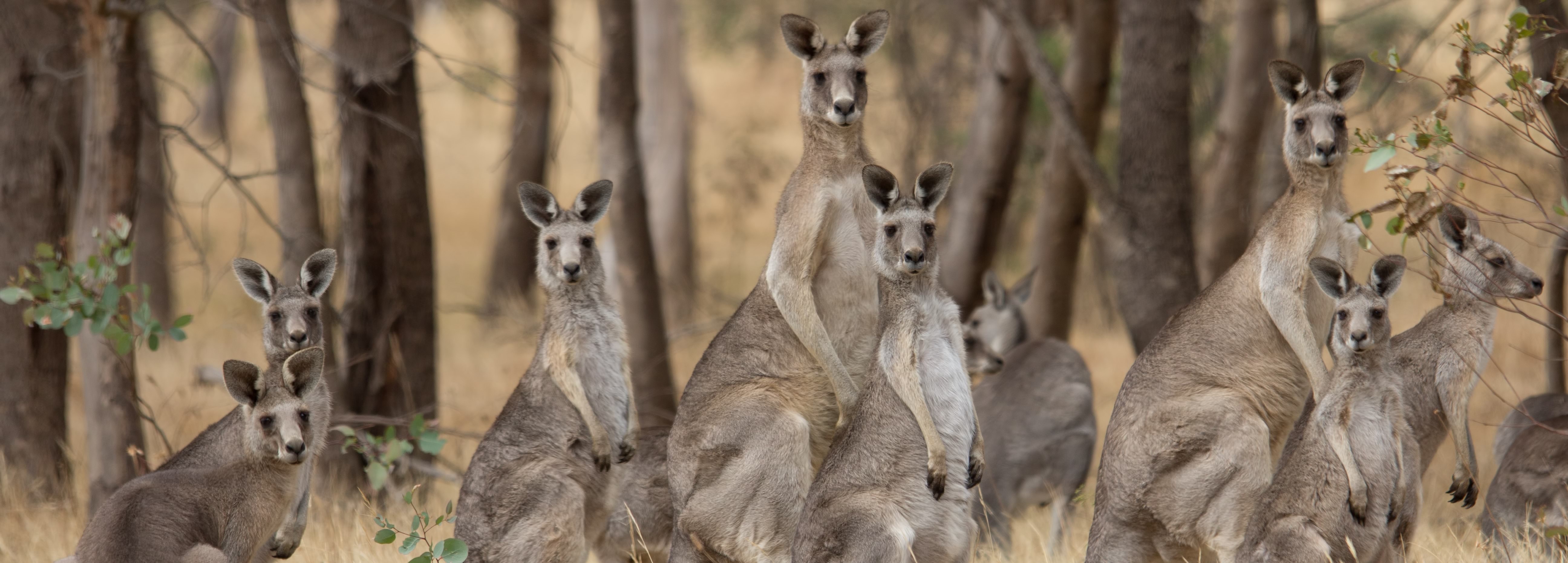 Photo of a court of kangaroos