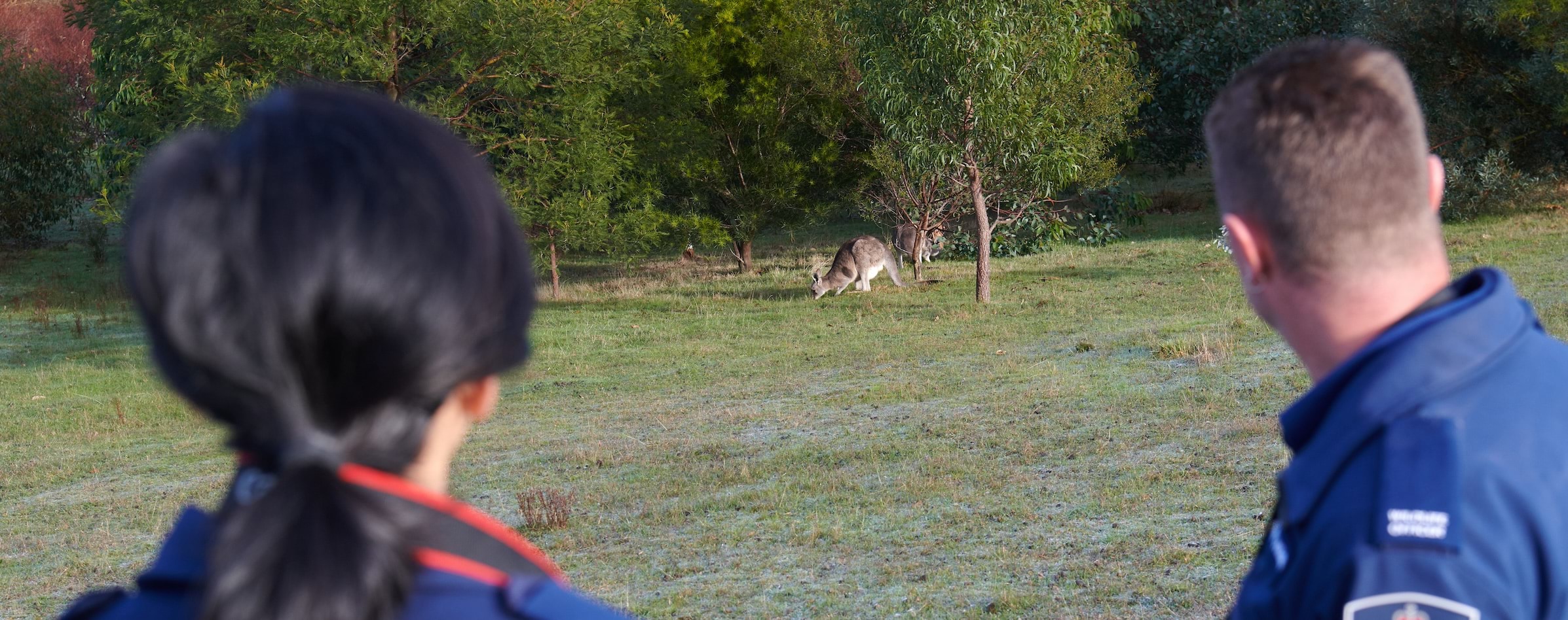 Photo of wildlife officers watching a kangaroo