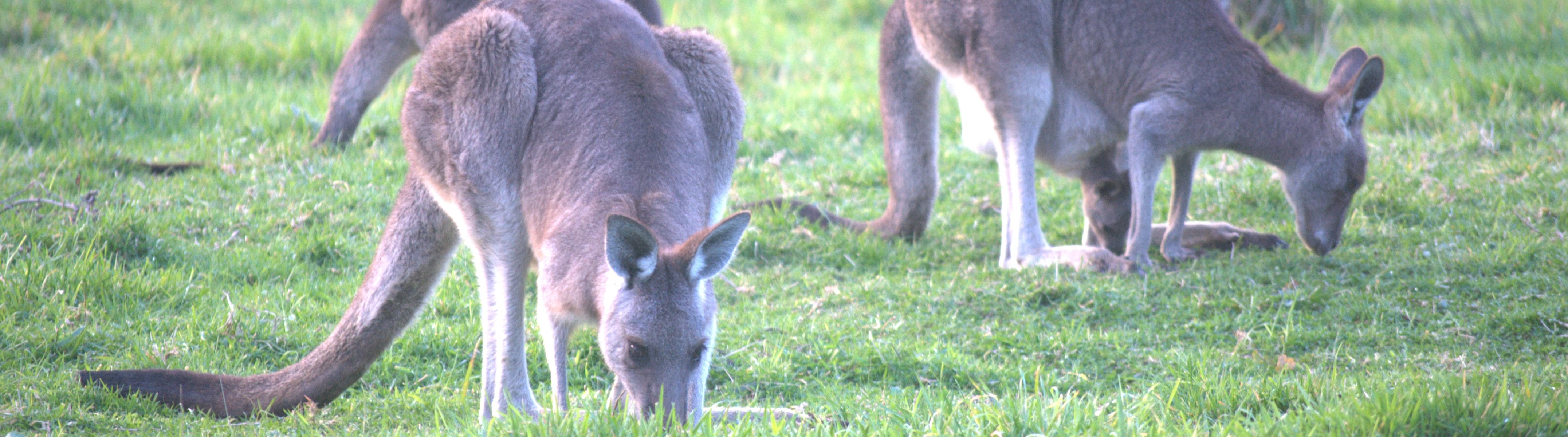 Photo of Eastern Gray kangaroos eating 