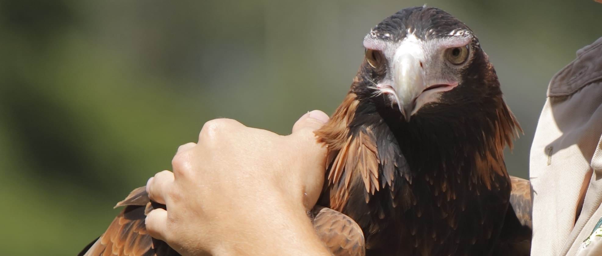 Image of an eagle being held by a wildlife carer