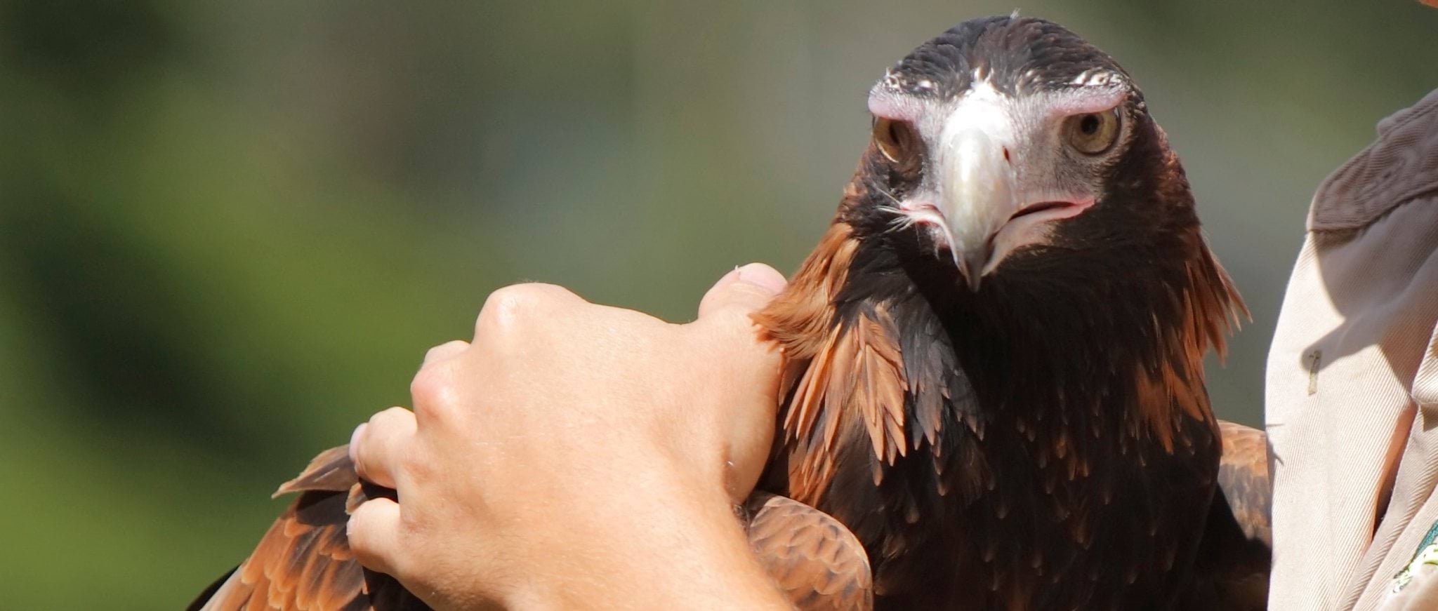 Image of an eagle being held by a wildlife carer Image of an eagle being held by a wildlife carer
