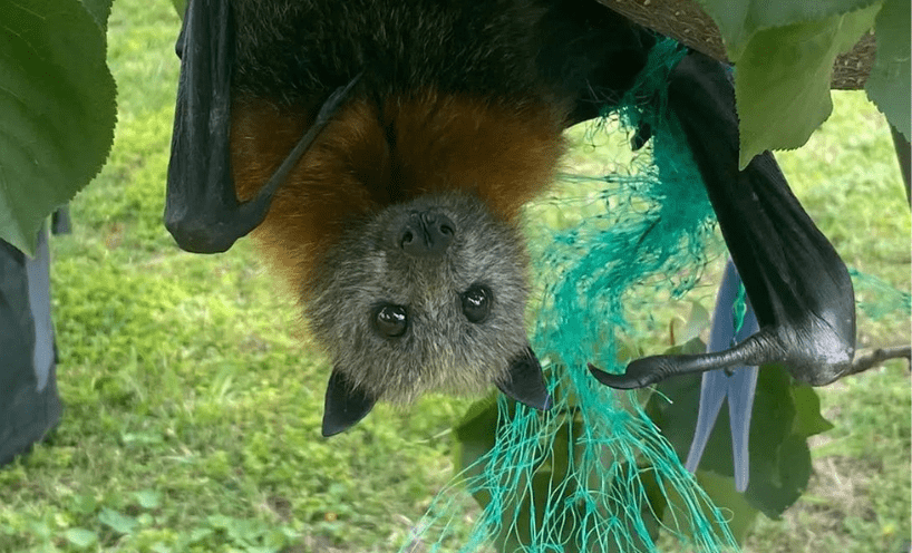 A native grey-headed flying fox hangs upside down in a fruit tree while entangled in green netting 