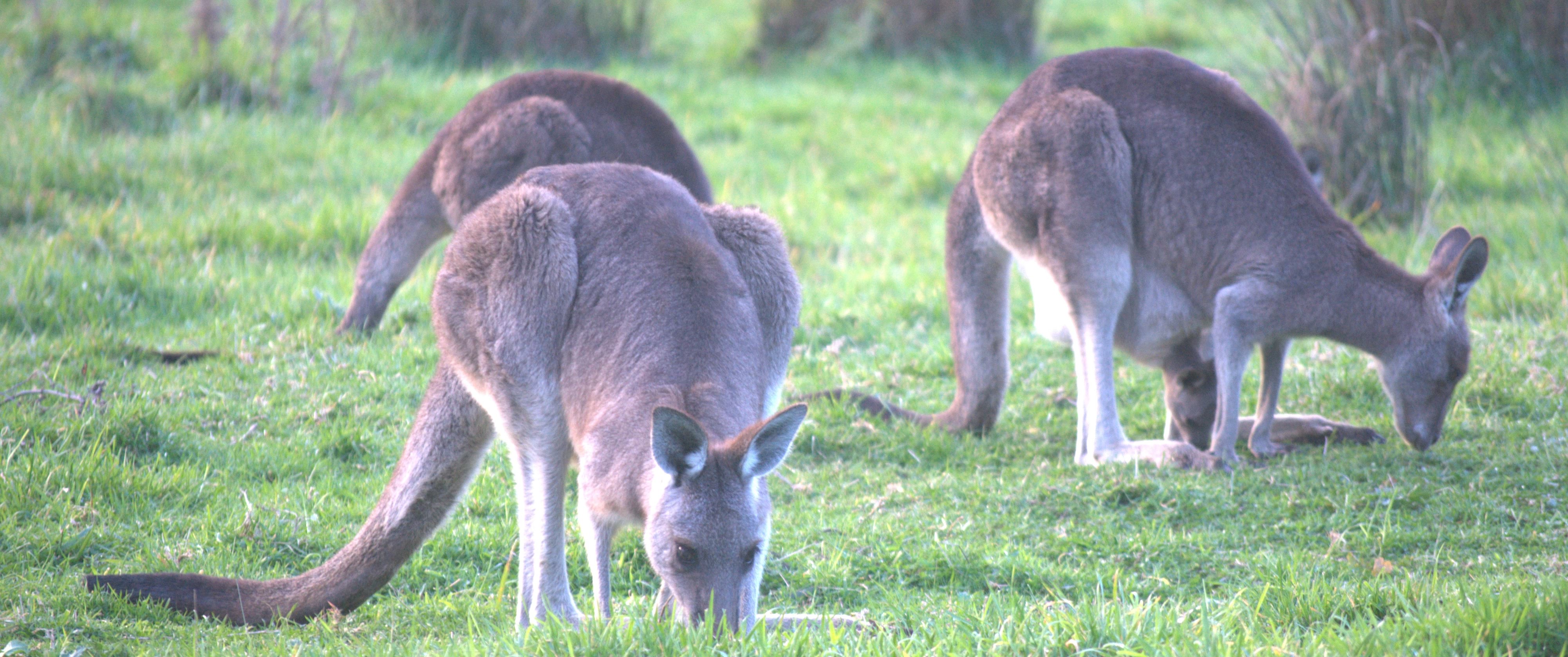 Image of three eastern grey kangaroos eating grass