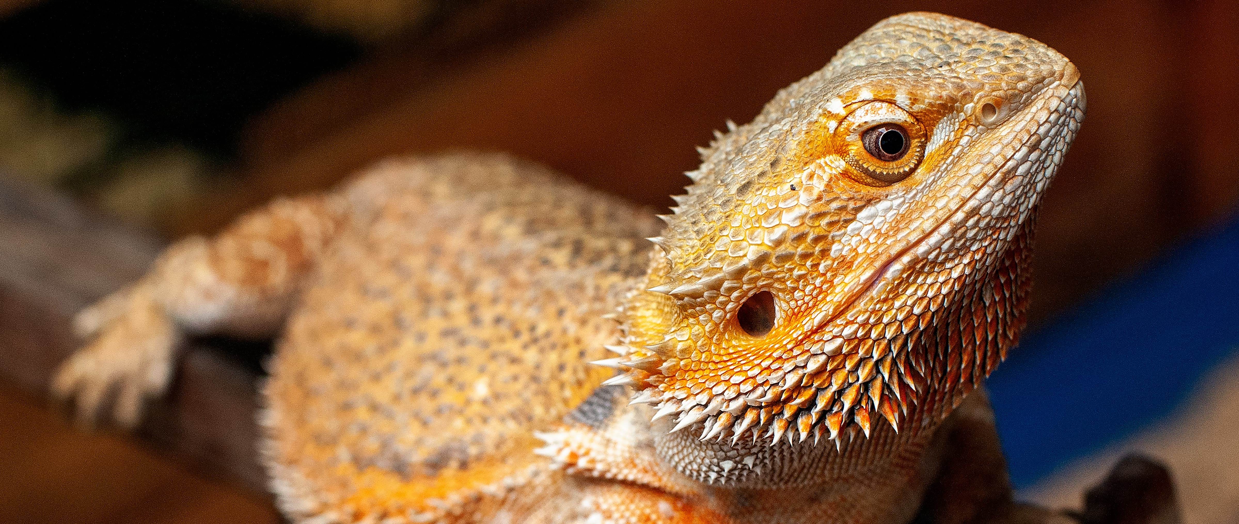 Image of a bearded dragon