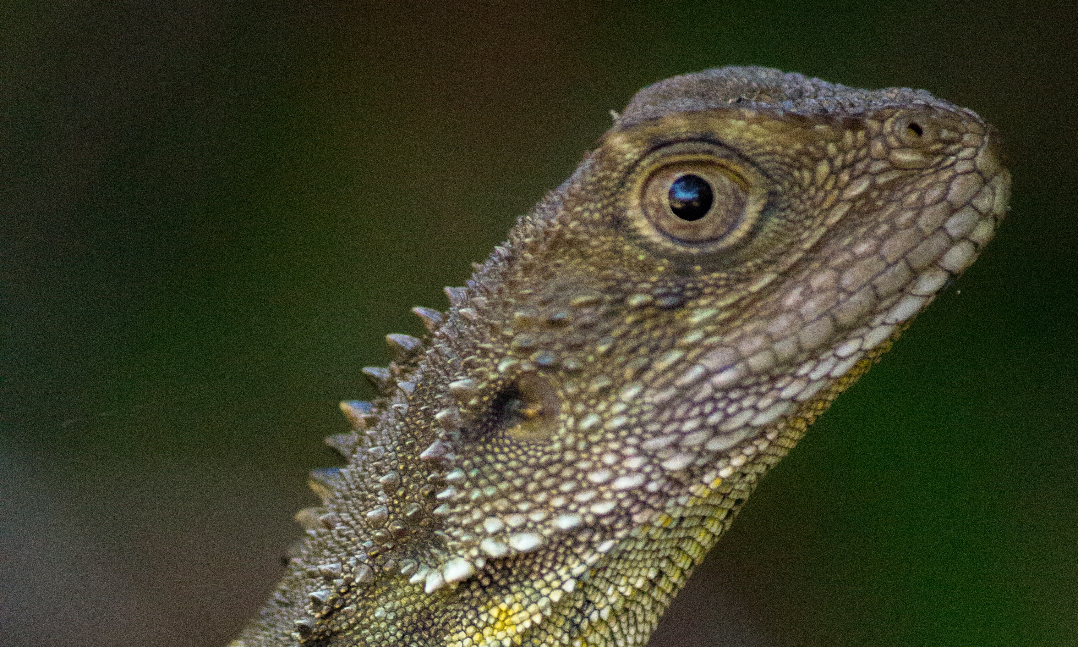 Photo of a lizard