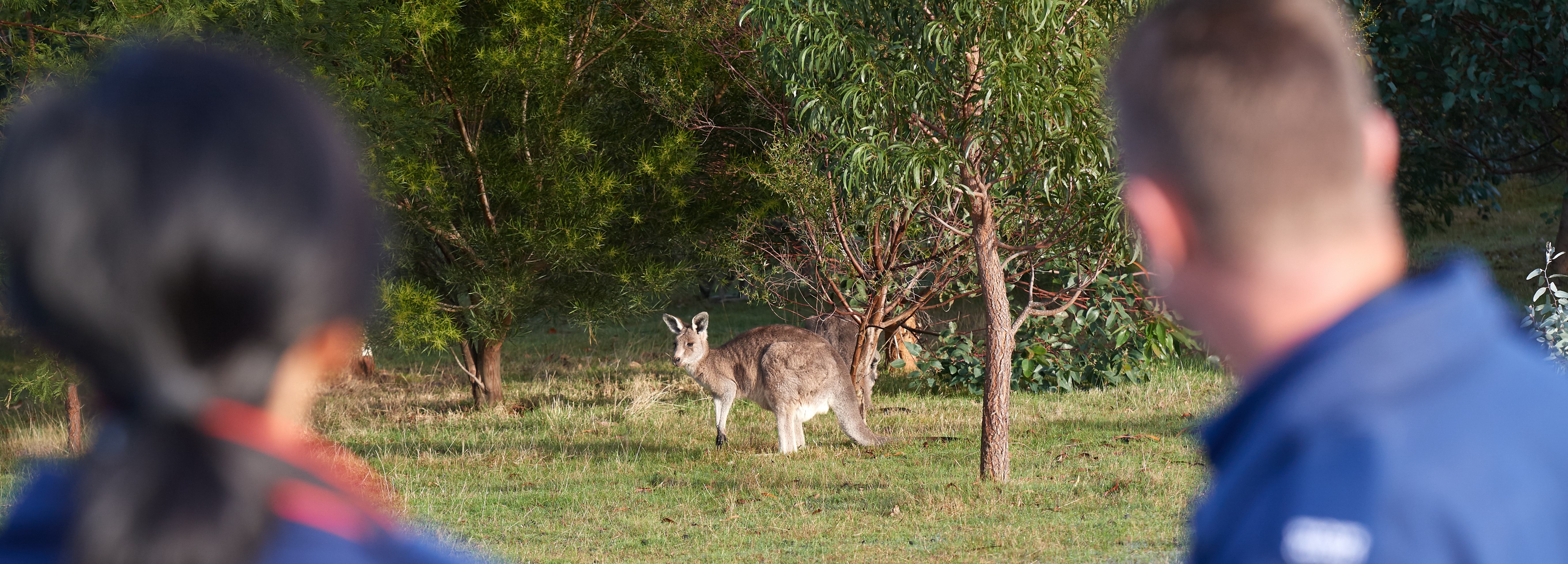 Photo of two Wildlife Officers watching a kangaroo