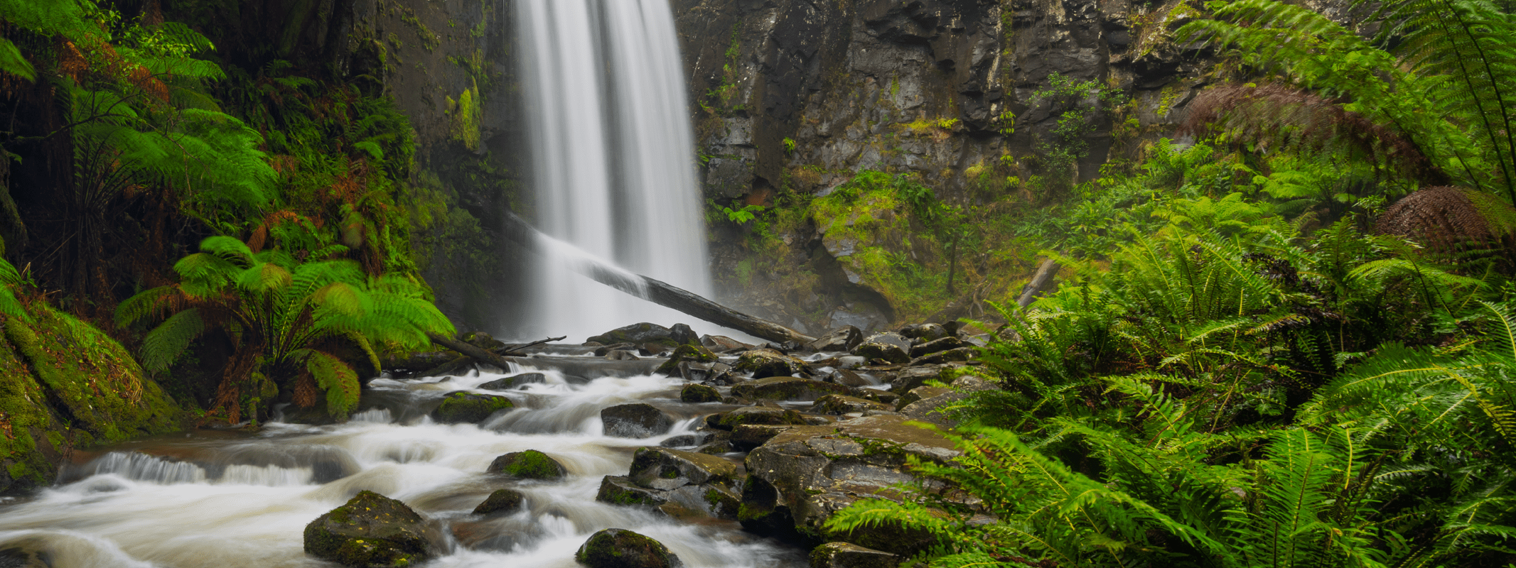 A waterfall in a rainforest.