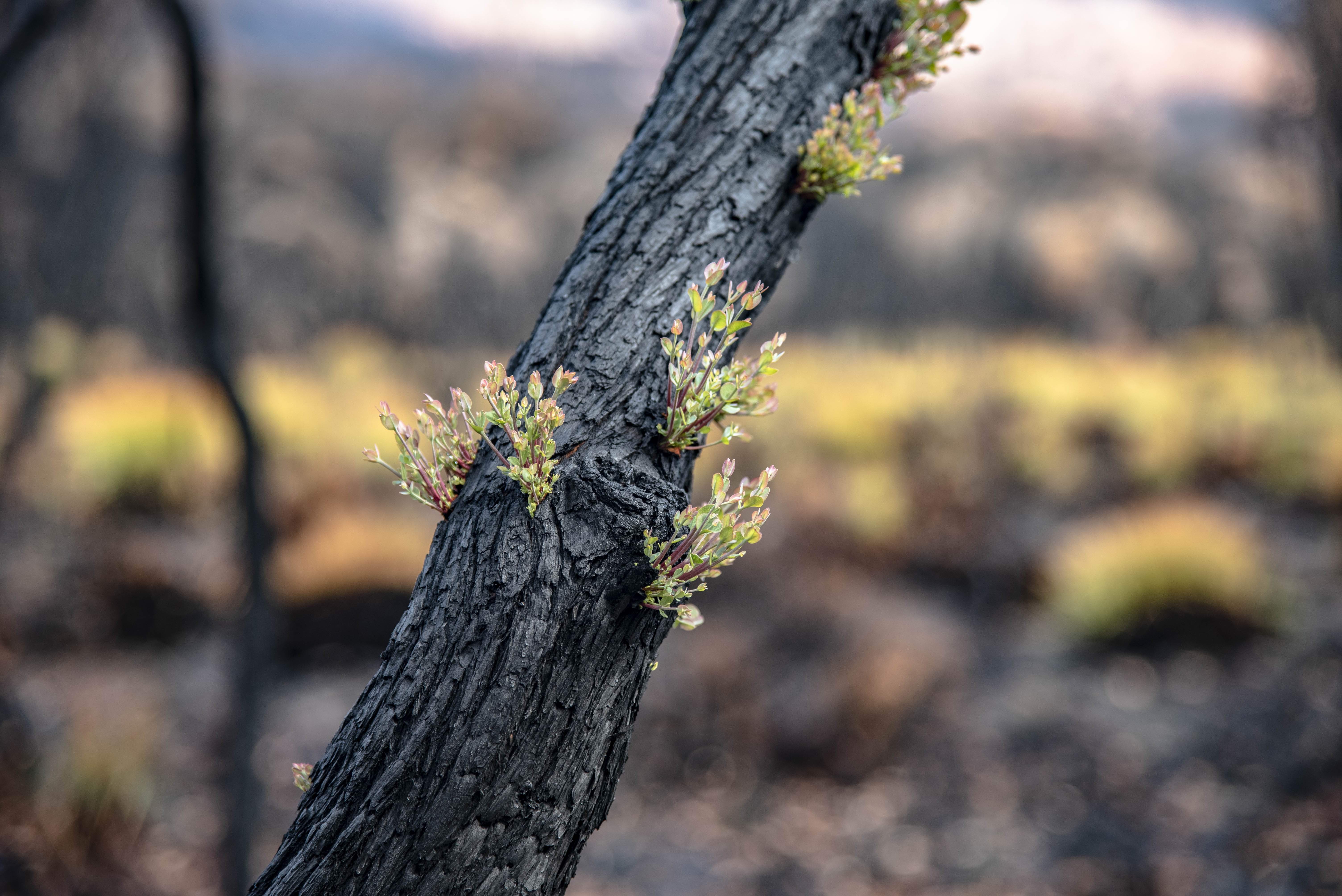 Photo showing trunk with regrowth following bushfire