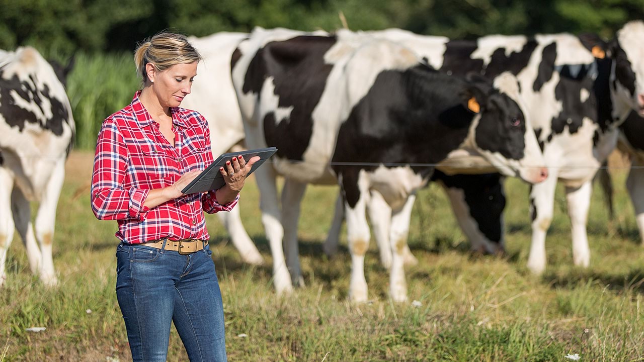 Farmer on device, cows in the background